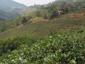 Oolong tea is the main crop here